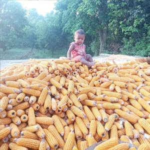 Bansipur