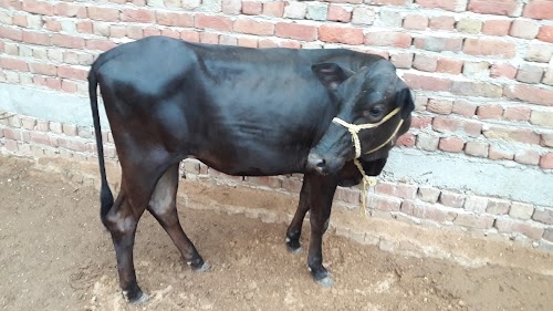 Deroli Ahir