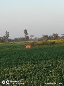 Ruhera
