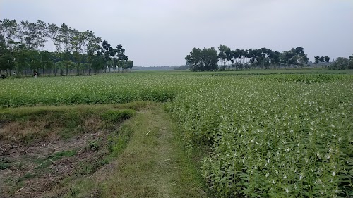 Pandit Pur