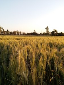 Vasai