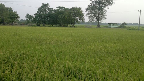 Sri Pur Malah Toli