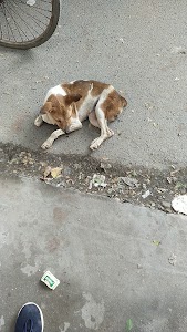 People For Animals [PFA], Alipurduar