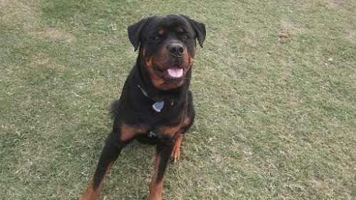 Psycho dog training centre