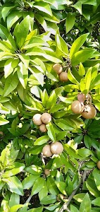 Priyanka Traders