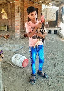 पवन मुर्गा फार्म