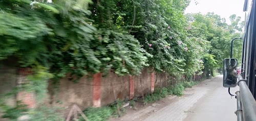 Nilambaug