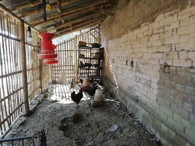 Sumon Reaby poultry farm