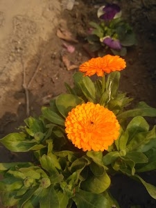 Sushil Nagar