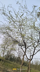 Lovely Professional University