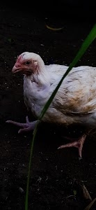 Suguna Chicken Store
