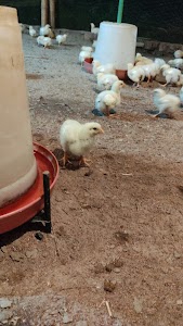 Nitish poltry farm and chicken shop