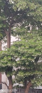 CC Colony, Kalyan Vihar