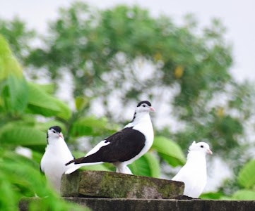 Dilalpur