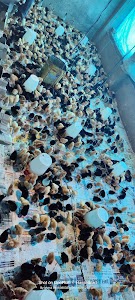Salamat poultry farm