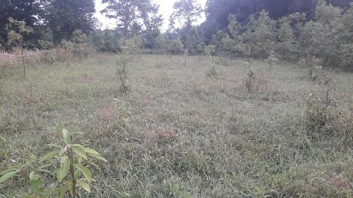 Namrupia Jalbhari