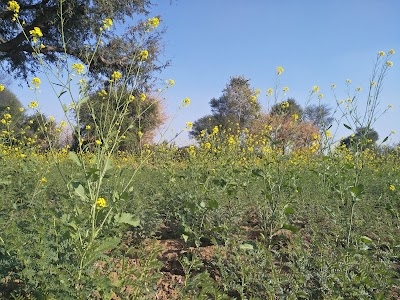 Saledipura