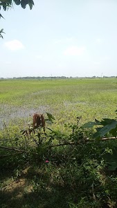 Bedari