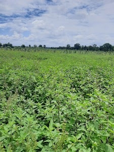 Bawdikheda