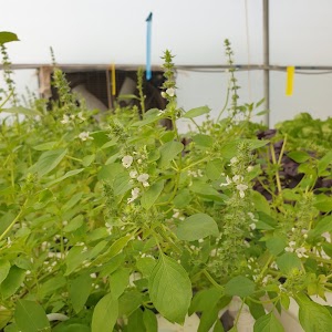 Exobles (Hydroponic Farming)