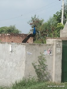 Bajrangbali Temple