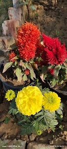 लोधी भवन ईलना