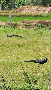 Peacock Viewing Point