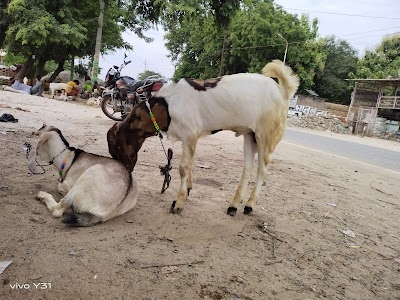 Kalpi Bakra Mandi