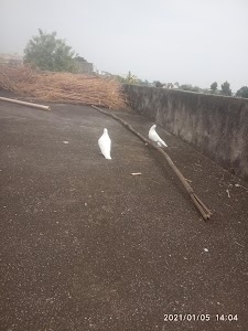 Ranjangaon Dandga
