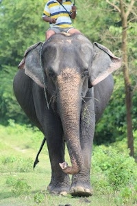 Koshi Tappu Wildlife Reserve