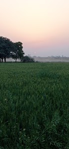Manya