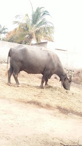Chapara