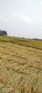 Haripur