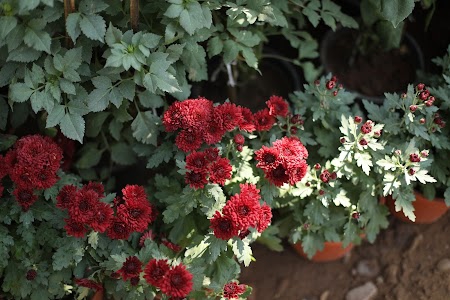 Jaisalmeria Horticulture Nursery