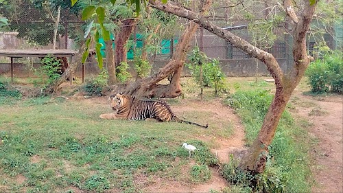 Tiger & Lion Cage