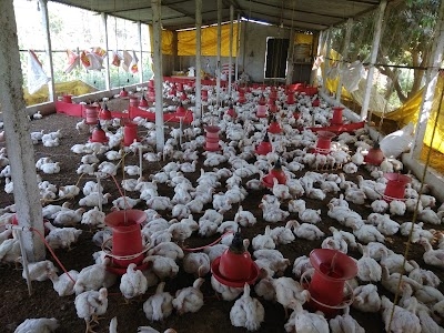 Kachahari poultry