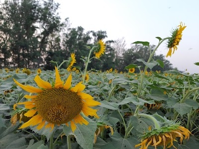 Kesri