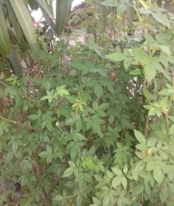 Pathak Krishi Farm