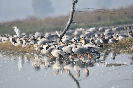 Dighal Wetland