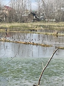 Anchar Wetland
