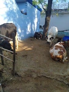Jodhpur