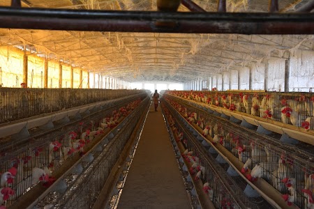 ISHAR POULTRY LAYER FARMS