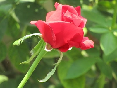 Sheoraphuli