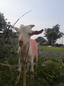 Longi village