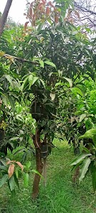 Gurukrupa Farm & Nursery