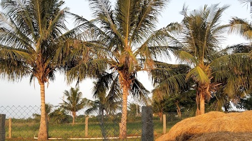 Rajampalli