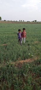 છાપરી