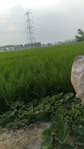 Raipur Jattan