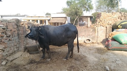 Kali Mata Mandir