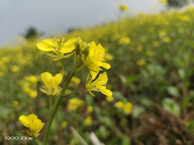 Kauwa Chauraha
